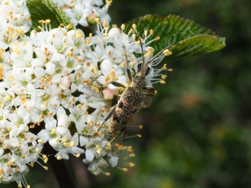 rhagium mordax, 